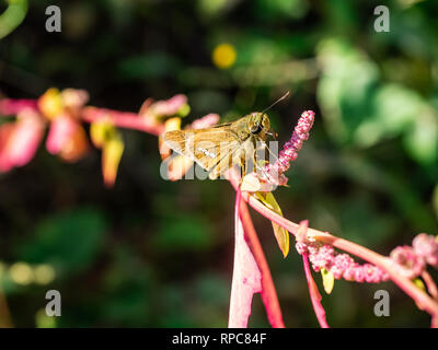 Un skipper butterfly repose sur une petite vigne fleurs poussant le long d'un sentier de randonnée dans le centre du Japon. Banque D'Images