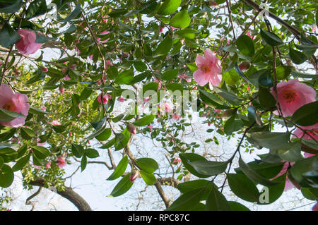 CAMELLIA X WILLIAMSII SAYONARA Banque D'Images