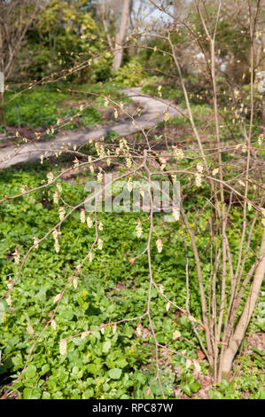 CORYLOPSIS GLABRESCENS Banque D'Images