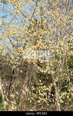 CORYLOPSIS SINENSIS VAR SINENSIS VIOLET PRINTEMPS Banque D'Images