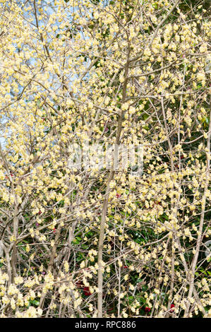 CORYLOPSIS SINENSIS VAR SINENSIS VIOLET PRINTEMPS Banque D'Images