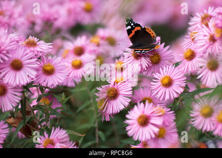 VANESSA ATALANTA VULCAIN se nourrissant de SYMPHYOTRICHUM ROSE BADSEY Banque D'Images