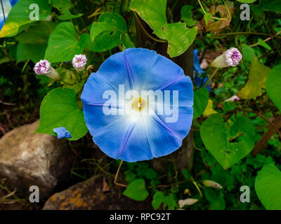 Une gloire du matin bleu fleurs dans un lit de fleur dans un parc du centre de la préfecture de Kanagawa, Japon Banque D'Images