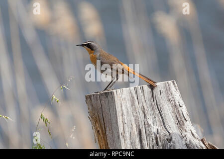 Cap-chat mâle Robin, Dessonornis caffer, perché sur une souche d'arbre sur la rivière Breede, Western Cape, Afrique du Sud, résident insectivores, début sprin Banque D'Images