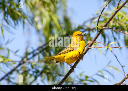 Homme Cape Weaver Ploceus capensis, jaune vif, reproduction dans un saule pleureur arbre, Robertson, Western Cape, Afrique du Sud, le ressort perché bra Banque D'Images