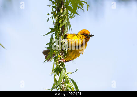 Homme Cape Weaver Ploceus capensis, jaune vif, en reproduction dans un saule pleureur arbre, Robertson, Western Cape, Afrique du Sud au printemps Banque D'Images