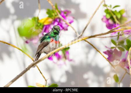 Moindre mâle reproducteur ou le sud du goéland à Sunbird, rural jardin perché sur branch, Robertson, Western Cape, Afrique du Sud printemps au lissage feathe Banque D'Images