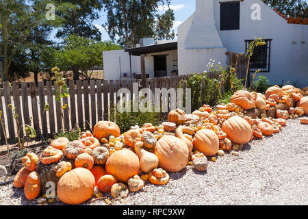 Affichage d'un assortiment de citrouilles, courges butternut, courge et à l'extérieur d'un farmstall spécialisée dans la vente de cucurbita , région Breede River Valley Cap Banque D'Images