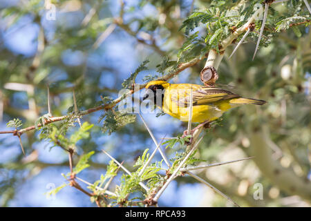 Le sud de l'homme, masqué Weaver Ploceus velatus, perché sur une branche dans un arbre, la fièvre de floraison Vachellia xanthophloea. Reproduction d'été couleurs jaune Banque D'Images