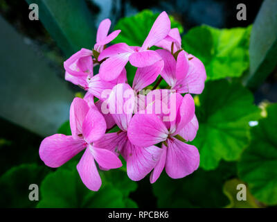 Une grappe de fleurs de couleur lavande lunaria en fleurs à la fin de l'automne dans le centre de Kanagawa, Japon Banque D'Images
