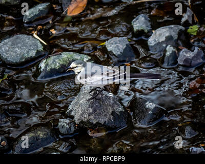 Un houblon Bergeronnette grise à travers la roche dans une rivière du centre japonais de la préfecture de Kanagawa, Japon Banque D'Images