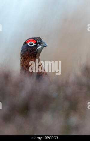 Lagopède des saules (Lagopus lagopus scotica) close up avec arrière-plan flou Banque D'Images