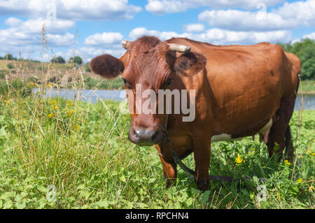 Portrait of cute vache avec corne brisée debout sur une prairie d'été près de petite rivière Sura en Ukraine Banque D'Images