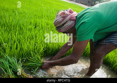 Un agriculteur rural indien travaille sur un champ de riz, village de keshabpur, Bengale-Occidental, Inde rurale, Banque D'Images