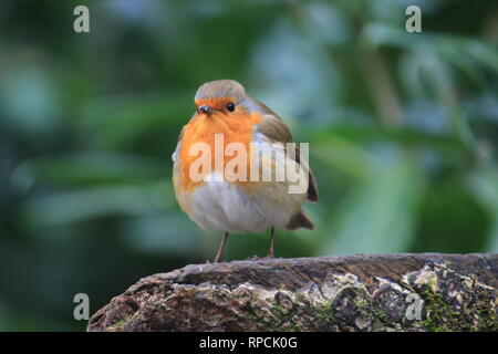 Robin sur souche d'arbre Banque D'Images