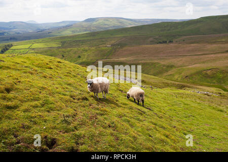 À l'égard Ingleborough Hill avec moutons Swaledale dans l'avant-plan de Buttertubs point Parc National des Yorkshire Dales Yorkshire Angleterre UK Banque D'Images