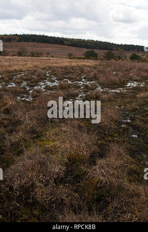 Latchmore Latchmore Mire Bas Parc national New Forest Hampshire England UK Avril 2016 Banque D'Images