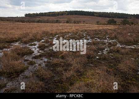 Latchmore Latchmore Mire Bas Parc national New Forest Hampshire England UK Avril 2016 Banque D'Images