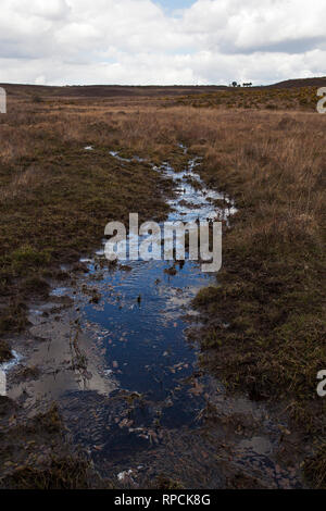 Latchmore Latchmore Mire Bas Parc national New Forest Hampshire England UK Avril 2016 Banque D'Images