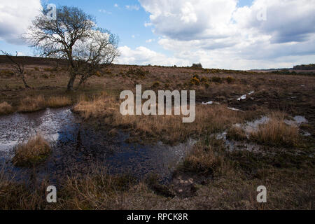 Latchmore Latchmore Mire Bas Parc national New Forest Hampshire England UK Avril 2016 Banque D'Images