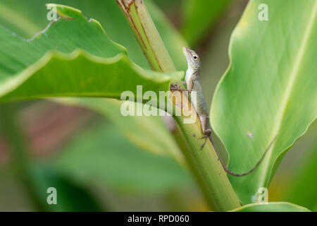 Anolis marmoratus, petite espèce de lézard Guadeloupe, French West Indies Banque D'Images