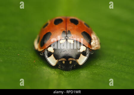 Vue frontale d'une Coccinelle aux yeux bleus (Anatis ocellata) reposant sur le Scolopendre officinale en hiver. Tipperary, Irlande Banque D'Images