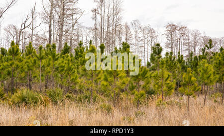 Plantation de pins à feuilles longues du sud, 'Pinus palustris'. Banque D'Images