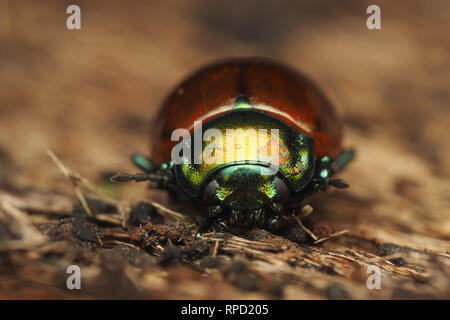 Vue avant de l'hiverner Chrysolina polita Leaf Beetle sur l'intérieur de l'écorce des arbres. Tipperary, Irlande Banque D'Images