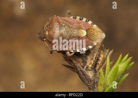 Hairy hivernage Shieldbug (Dolycoris baccarum) perché sur l'ajonc. Tipperary, Irlande Banque D'Images