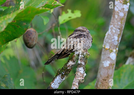 Le Colibri de l'échelle à Sani Lodge sur le fleuve Napo Equateur Amazon Banque D'Images