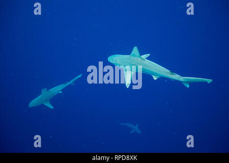 Côte au large d'Oahu requin Banque D'Images