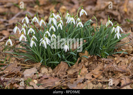 Gouttes de neige début printemps Fébuary 2019 (Galanthus nivalis) trois fleurs blanches pétale avec une fleur en forme de goutte sur chaque tige. Les pétales intérieurs sont entaillés Banque D'Images