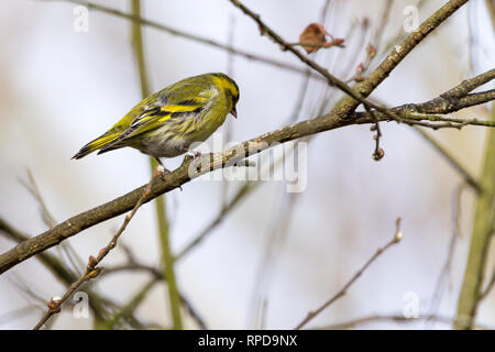 Plumage mâle Tarin des pins et de la couronne noirâtres bib entrelardées jaune vert jaune corps queue fourchue alaires jaune pâle avec des côtés du ventre étroit plus long projet de loi. Banque D'Images