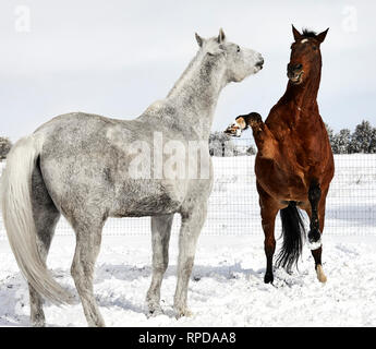 Belle Baie de couleur marron, tout en faisant face à l'élevage de chevaux un cheval blanc dans la neige Banque D'Images