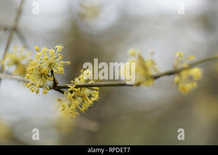 Cornus mas Banque D'Images