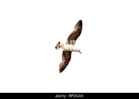 Flying Seagull isolé sur fond blanc. Seul oiseau voler haut avec ses ailes écartées, à la recherche vers la mer. Banque D'Images