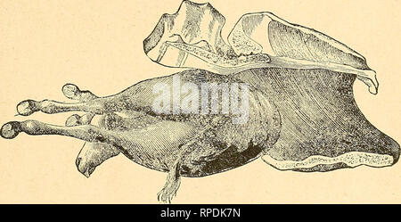 . L'agriculteur américain's horse livre ; une illustration de la cyclopaedia faits concernant les races de premier ... Les chevaux. La parturition. 407 sol, car cet animal a une aversion naturelle pour l'un d'être présent lors de la livraison. L'étable doit être chaude, bien aérés, et exempt de courants d'air. Un fort décrochage est toujours recommandé. Une jument avec poulain lourds ne devraient jamais être liée à un décrochage, car si elle devait soudain poulain, elle serait incapable de nettoyer la progéniture, et, en plus, pendant le travail, elle pourrait blesser seri- ment elle-même. Si une faiblesse marquée est indiqué après la mise bas, une dose de whisky dilué est advis Banque D'Images