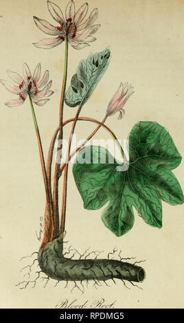 . La flore de l'Amérique : ou l'histoire de plantes et fleurs sauvages : contenant leur description générale et scientifique, l'histoire naturelle, chimique et propriétés médicales, mode de culture, de multiplication , &amp;c., conçu comme un ouvrage de référence pour les botanistes, les médecins, fleuristes, jardiniers, les étudiants, etc.. Les plantes ; plantes ; fleurs sauvages ; les plantes médicinales. . Veuillez noter que ces images sont extraites de la page numérisée des images qui peuvent avoir été retouchées numériquement pour plus de lisibilité - coloration et l'aspect de ces illustrations ne peut pas parfaitement ressembler à l'œuvre originale.. Strong, Asa B. New York : H Banque D'Images