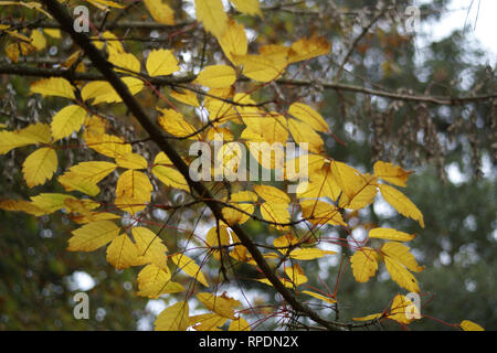 Acer cissifolium Banque D'Images