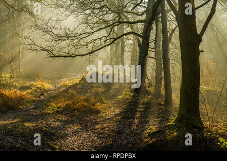 Les arbres, les ombres et les rayons de la forêt de Dean dans le Gloucestershire tôt un matin de février Banque D'Images