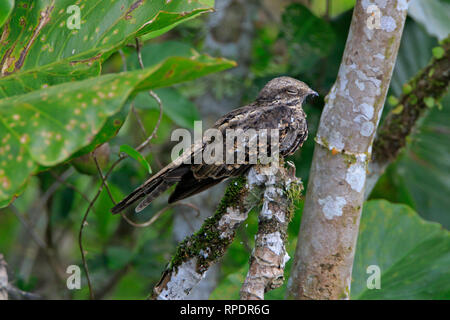 Le Colibri de l'échelle à Sani Lodge sur le fleuve Napo Equateur Amazon Banque D'Images