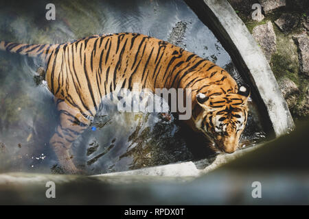 Le tigre de Malaisie (Panthera tigris tigris) est une population de tigres dans la péninsule de Malaisie Banque D'Images