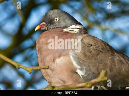 Portrait d'un pigeon ramier Banque D'Images