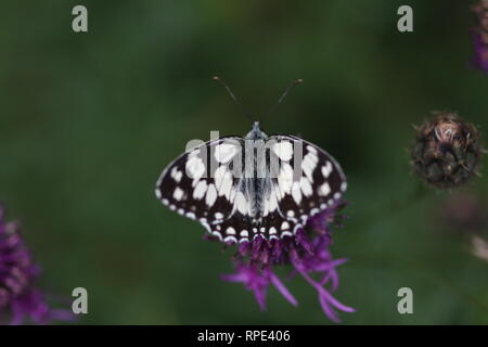 Blanc marbré (Melanargia galathea), Halsberg, Eifel, Allemagne Banque D'Images