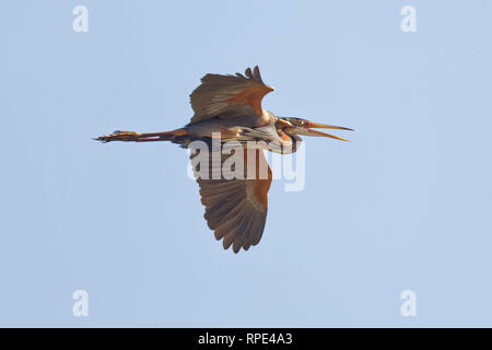 Purpurreiher, héron pourpré Ardea purpurea , Banque D'Images