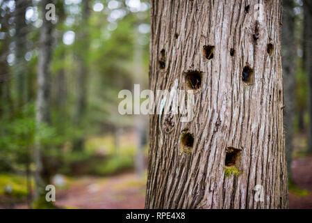 Vues de la masse forestière dans l'Acadia National Park, Maine Banque D'Images