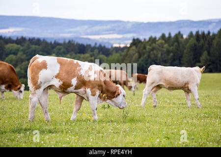 Les vaches Holstein rouges broutent dans un pré Banque D'Images