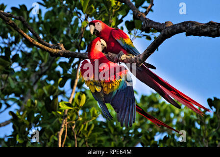 Paire d'aras rouges, Ara macao ces oiseaux colorés où les images prises au Panama Banque D'Images