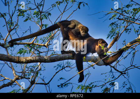 Singe hurleur avec bébé manger les feuilles sur un arbre Banque D'Images