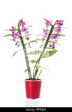 Dendrobium nobile plante à fleurs roses isolated over white background Banque D'Images